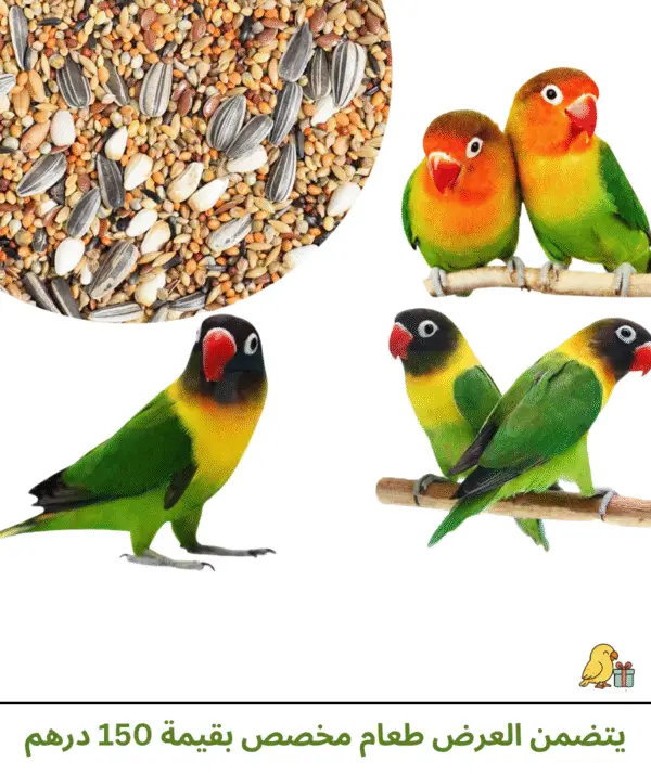 ⁦❤️ عصافير الحب - Love Birds ❤️⁩ - الصورة ⁦3⁩