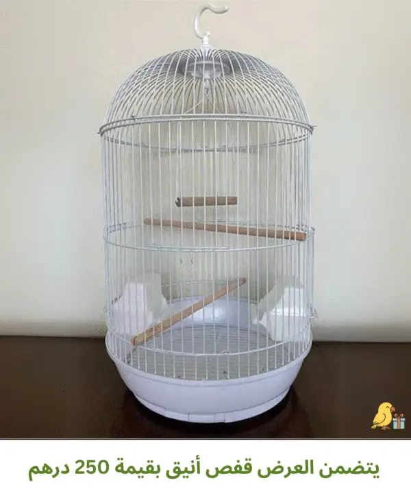 ⁦❤️ عصافير الحب - Love Birds ❤️⁩ - الصورة ⁦2⁩